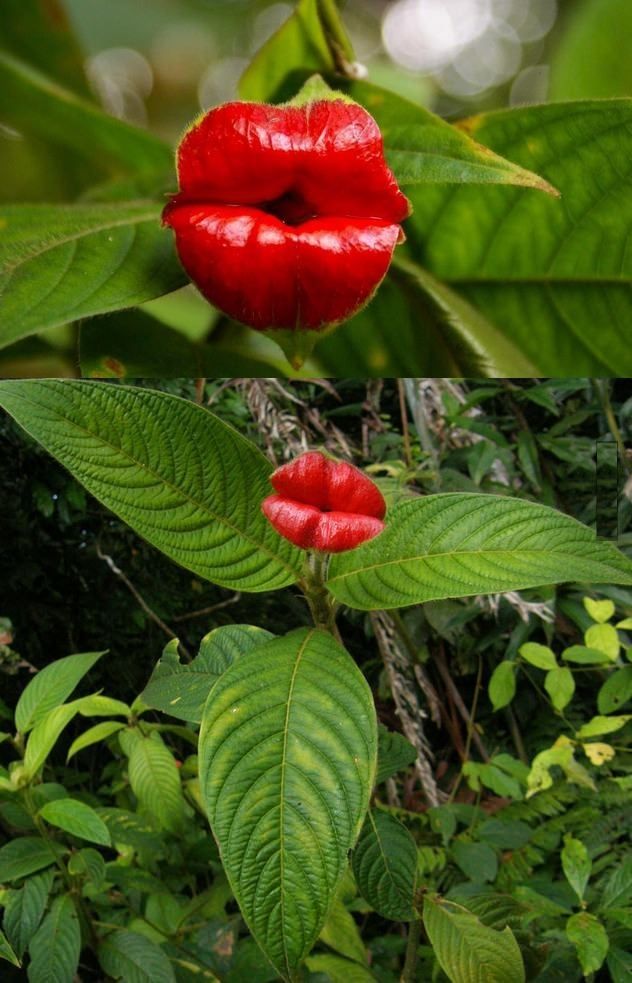 Цветок горячие губки (Psychotria Elata)