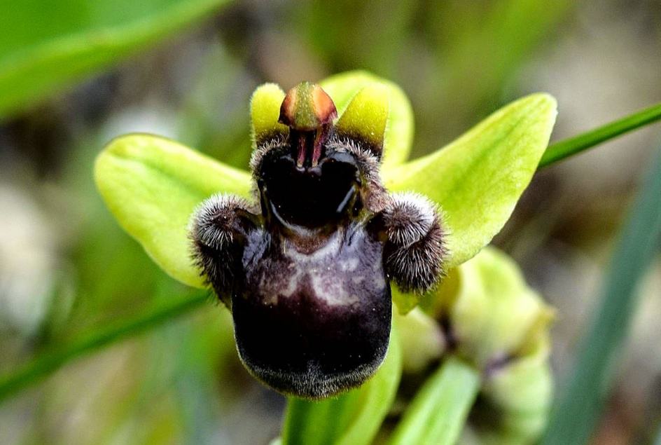Орхидея Смеющийся шмель (Ophrys bombyliflora)