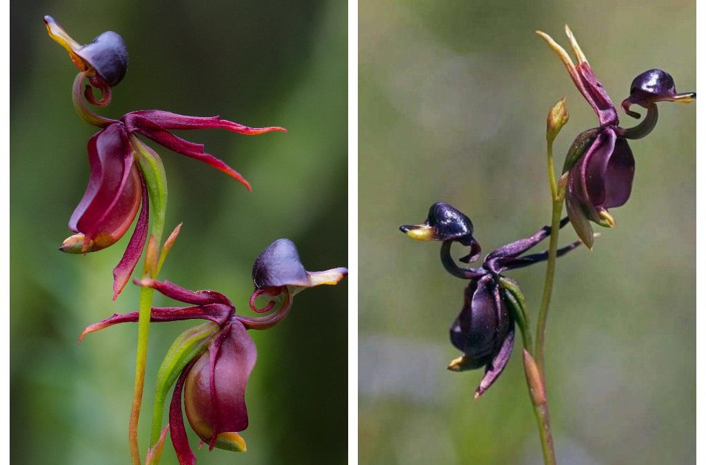 Орхидея (Caleana Major) – взлетающая уточка