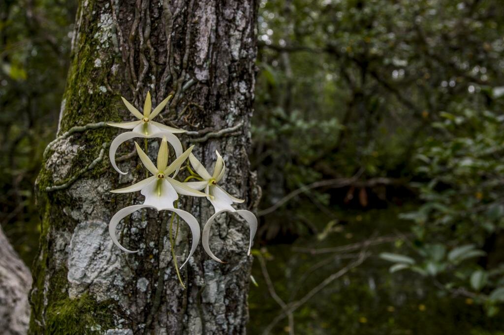 Орхидея-призрак (Orchidáceae)