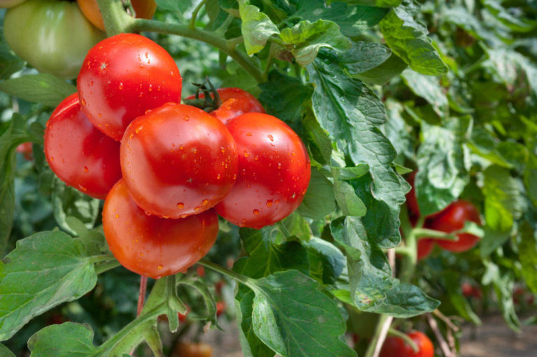 Ошибки при выращивании томатов. Профилактика болезней рассады.