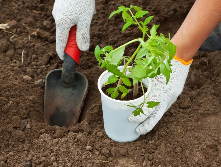 Есть вариант посеять семена томатов в апреле и выращивать рассаду без пикировки.