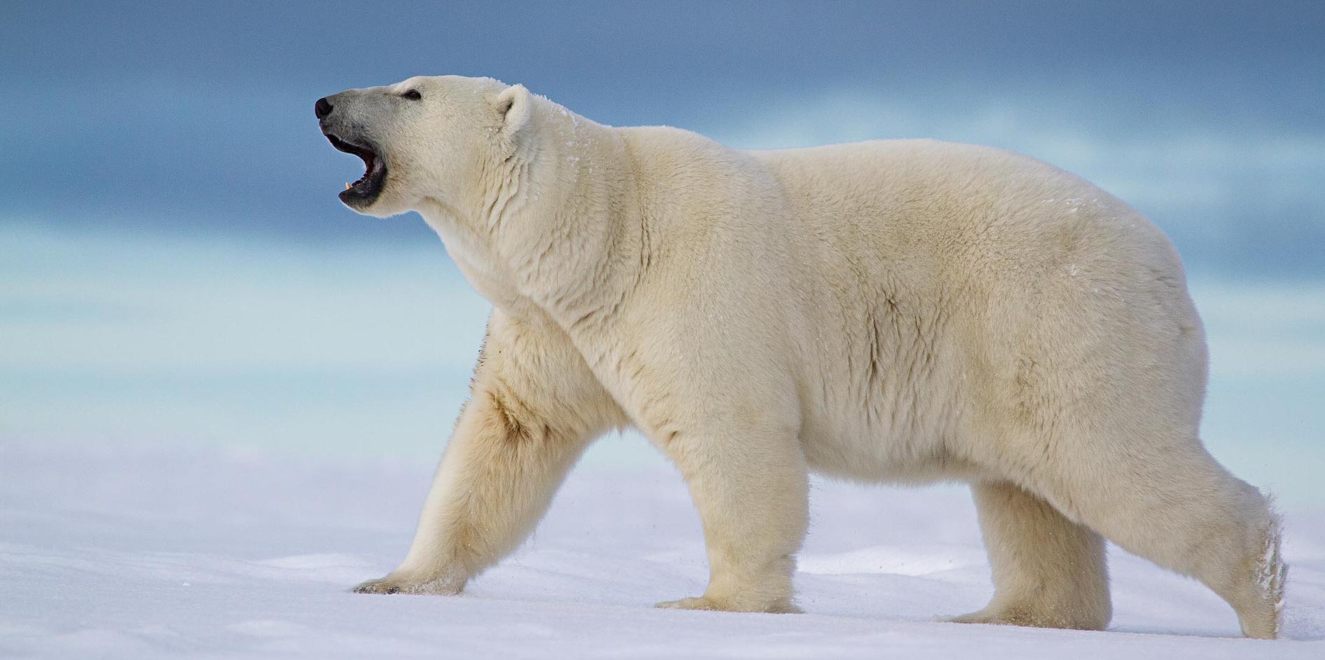 Если вы съедите печень полярного медведя, это приведет к смерти